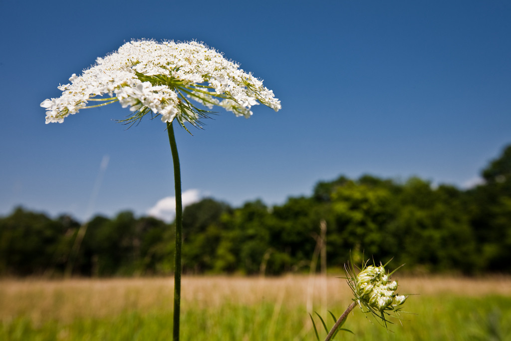 August 1, 2009. A Queen Anne's lace growing outside the Grail, during the Village Zendo's summer 2009 retreat.