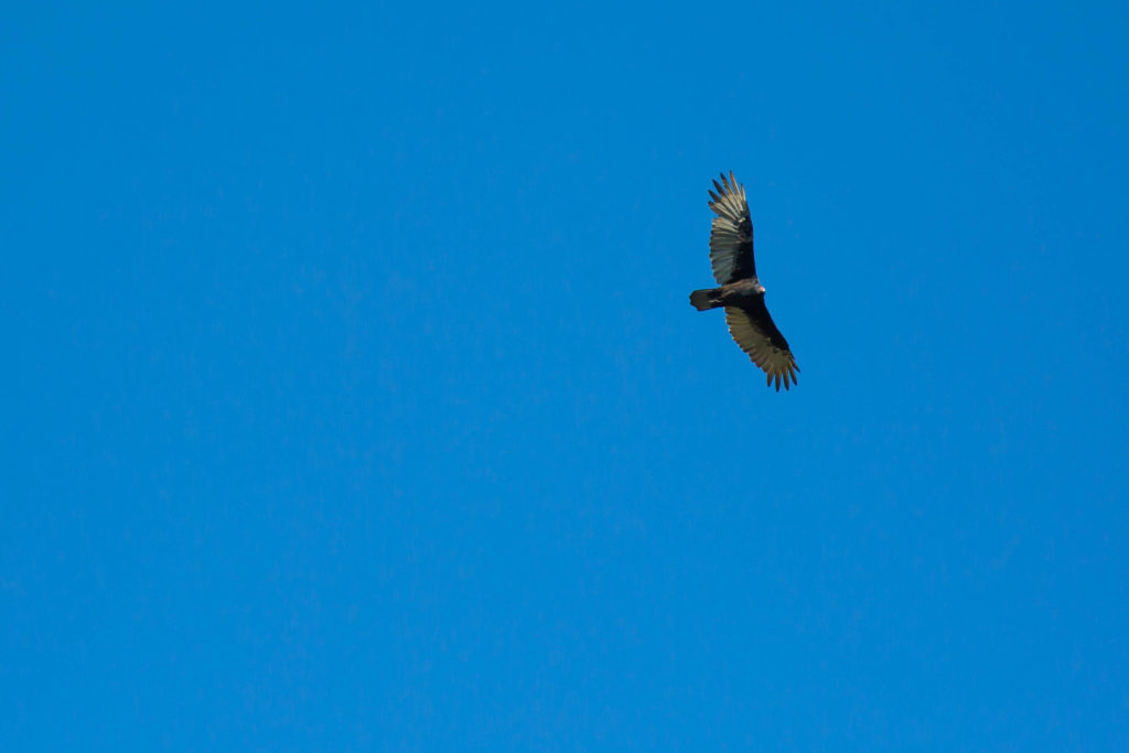 soaring turkey vulture